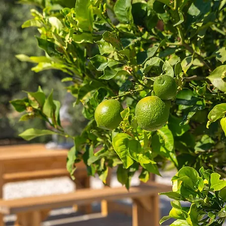 Olive Grove Apartment
